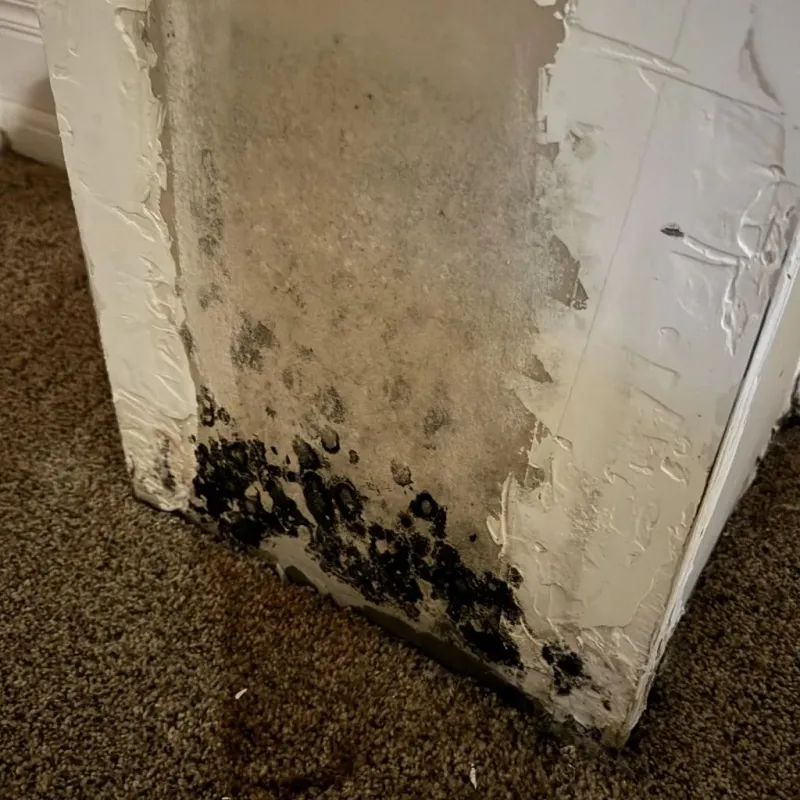 Professional Mold Removal in Mountain View, NC